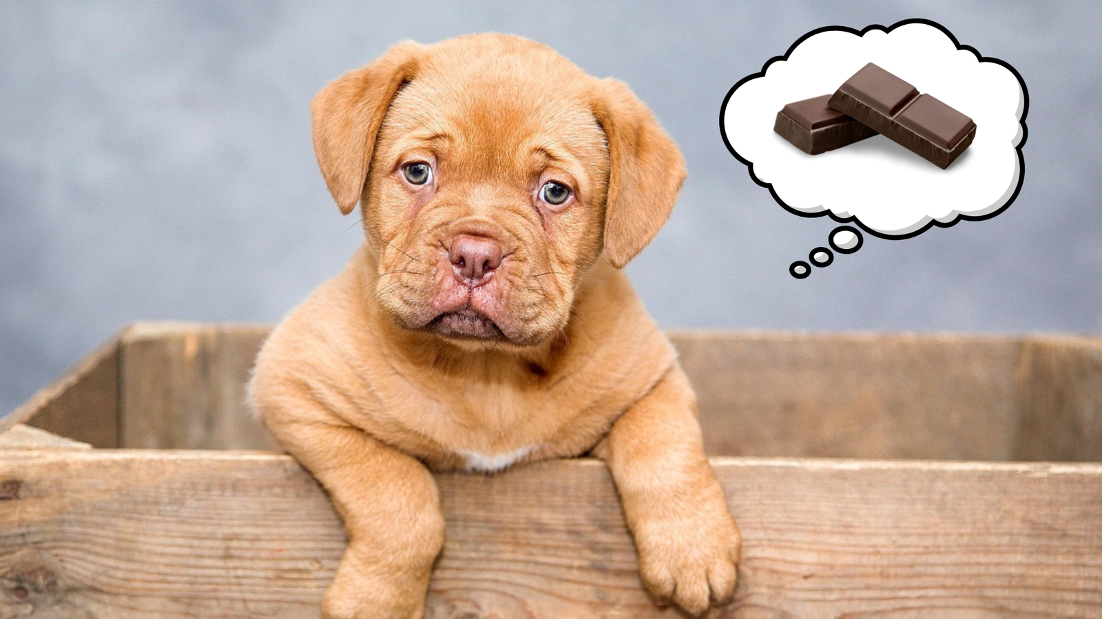 Cute puppy looking sad inside a wooden box with a thought bubble showing chocolate bars, highlighting the danger of chocolate for dogs.