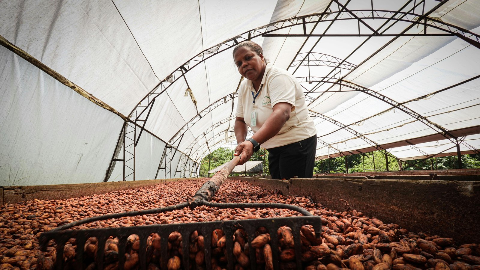 A farmer using a rake to turn cocoa beans drying on a large bed.