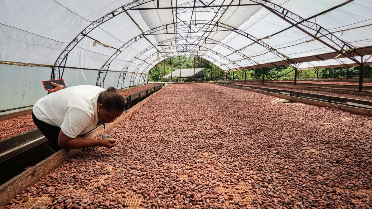 A cocoa farmer inspecting freshly harvested cocoa beans under a drying shed as part of the ethical sourcing process for luxury chocolate production.