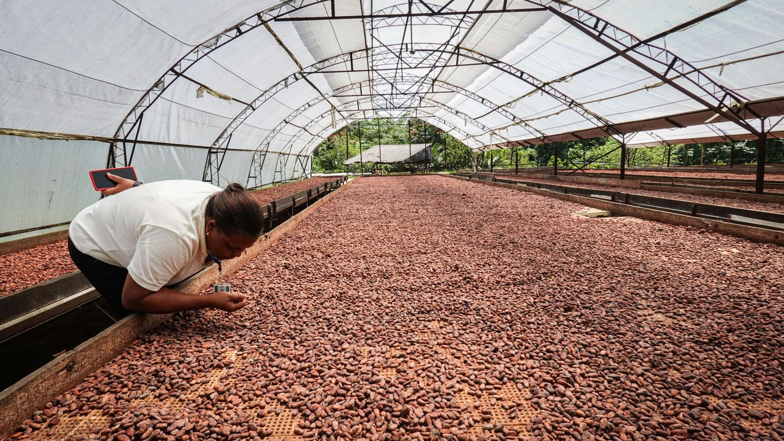 A cocoa farmer inspecting freshly harvested cocoa beans under a drying shed as part of the ethical sourcing process for luxury chocolate production.